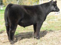 bills cows 010.jpg