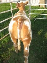 spottedaliasrear.jpg