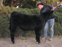 Steers 2009 024.JPG