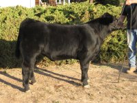 Steers 2009 023.JPG