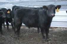 903 Rocky steer.JPG