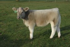 Brock Carpe Diem Steer1.jpg