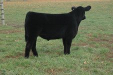 Lutton x Pure bred Angus - Registered Angus steer 1.jpg