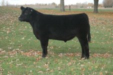 Lutton x Pure bred Angus - Registered Angus steer 3.jpg