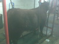 steer 10.27.jpg