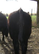 steer 10-25 0016.jpg