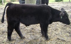 steer 10-25 0018.jpg