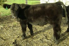 steer 10-25 0017.jpg
