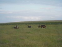 kansas calves105.JPG