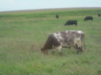 kansas calves106.JPG