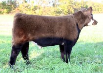 Monopoly Brockle steer profile.JPG