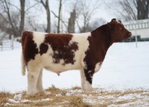 Shorthorn Bull.jpg