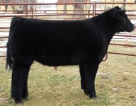 friction23bull-046.jpg