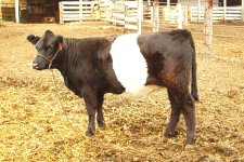 000 Lowline Sale Beltie.jpg