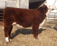 November 2009 Steers and home 005.JPG