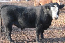 calves 010.JPG