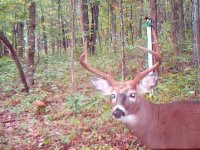 North Deer Cam.jpg