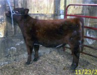 APRIL HEIFER.jpg