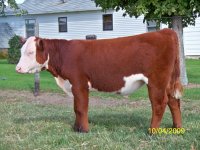 909 steer 1.jpg