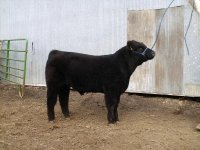 Bull 09 084.JPG