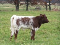shorthorn.jpg