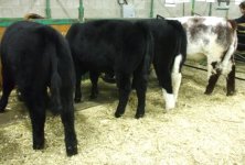 CWA Line up.JPG