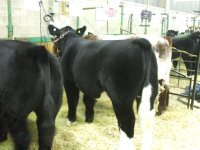 Blackfoot ready for ring.JPG