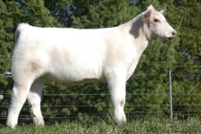 White LG Steer.jpg