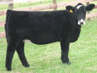 SVF Mo Town X Maximus Purebred Simmental Heifer Pict 2 internet.jpg