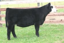 BC Lookout X Joker Sim Angus Heifer Pict 1 internet.jpg