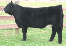 SVF Mo Town X Maximus Purebred Simmental Heifer Pict 1 internet.jpg