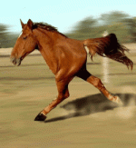 wtf-two-legged-horse.gif