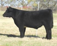 hw steer.jpg