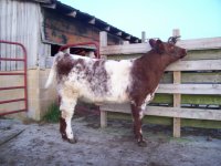 ChillerHeifer3.JPG