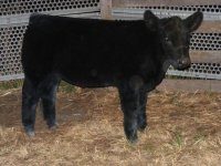 hereford steer 281.JPG