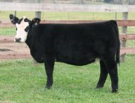 BC Lookout X Joker Sim Angus Heifer Pict 2 Internet.jpg