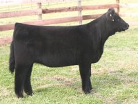 Eye Candy Heifer Dec.6th.jpg