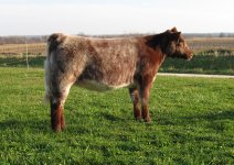 roan heifer 112209 026.JPG