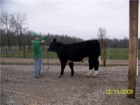 steer1.JPG