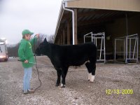 steer1a.JPG