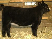 calves 009.jpg