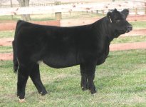 Eye Candy Market Heifer Dec. 6th.jpg