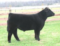 Super Natural Steer Nov 22nd Pict 1.jpg