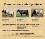 Mock up ad for Shorthorn Report. smaller.jpg