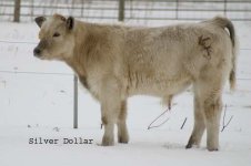 IMG_5125---Silver Dollar ---.jpg