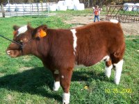 steer5a.JPG