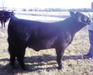 bullcalf4.jpg