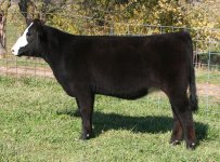 Macho X Beartooth Angus Cow Open Heifer.jpg
