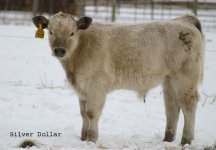 IMG_5128---SILVER DOLLAR --.jpg