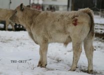 IMG_5165 copy----TRU-GRIT---.jpg